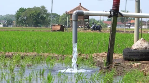 Irrigation pipe gushing clear water into lush green rice field on sunny day. Stock Footage 340745368