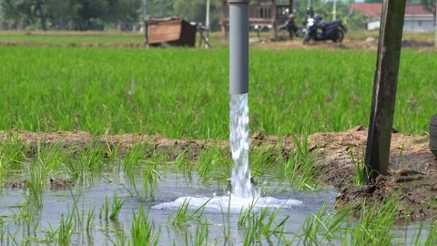 Irrigation pipe gushing clear water into lush green rice field on sunny day. Stock Footage 340745753