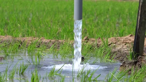 Irrigation pipe gushing clear water into lush green rice field on sunny day. Stock Footage 340745783