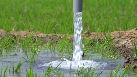 Irrigation pipe gushing clear water into lush green rice field on sunny day. Video stock 340745867