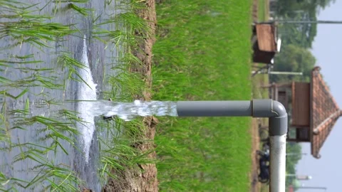 Irrigation pipe gushing clear water into lush green rice field on sunny day. Video stock 340745898