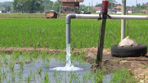 Irrigation pipe gushing clear water into lush green rice field on sunny day. Stock Footage 340746036