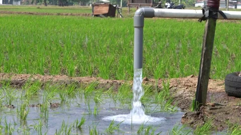 Irrigation pipe gushing clear water into lush green rice field on sunny day. Video stock 340746193