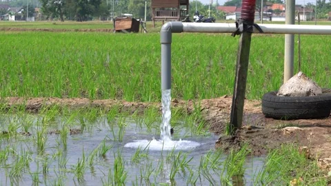 Irrigation pipe gushing clear water into lush green rice field on sunny day. Video stock 340746219