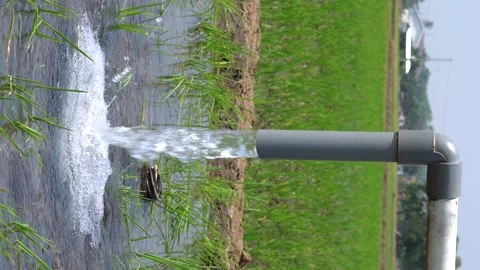 Irrigation pipe gushing clear water into lush green rice field on sunny day. Video stock 340746220