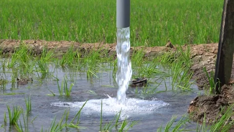Irrigation pipe gushing clear water into lush green rice field on sunny day. Video stock 340746300