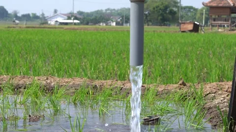 Irrigation pipe gushing clear water into lush green rice field on sunny day. Stock Footage 340746436