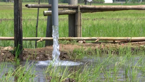 Irrigation pipe gushing clear water into lush green rice field on sunny day. Video stock 340746575