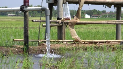 Irrigation pipe gushing clear water into lush green rice field on sunny day. Stock Footage 340746576
