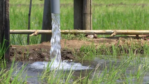Irrigation pipe gushing clear water into lush green rice field on sunny day. Stock Footage 340746591