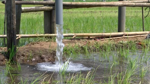Irrigation pipe gushing clear water into lush green rice field on sunny day. Video stock 340747200