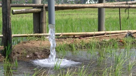 Irrigation pipe gushing clear water into lush green rice field on sunny day. Stock Footage 340747203