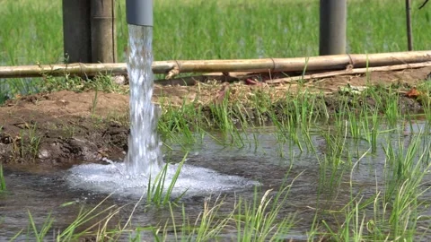 Irrigation pipe gushing clear water into lush green rice field on sunny day. Stock Footage 340747204