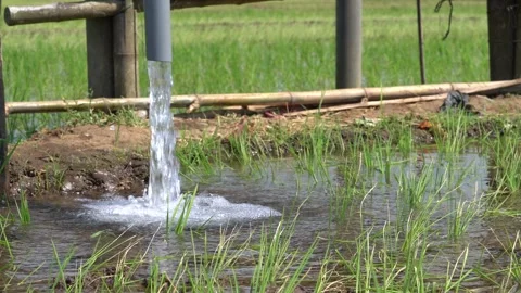 Irrigation pipe gushing clear water into lush green rice field on sunny day. Video stock 340747227
