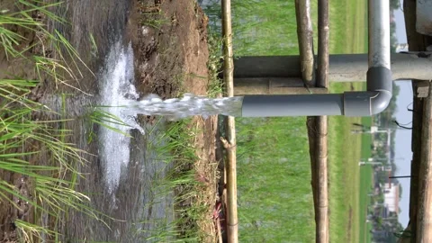 Irrigation pipe gushing clear water into lush green rice field on sunny day. Stock Footage 340747229