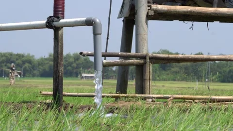Irrigation pipe gushing clear water into lush green rice field on sunny day. Stock Footage 340747552