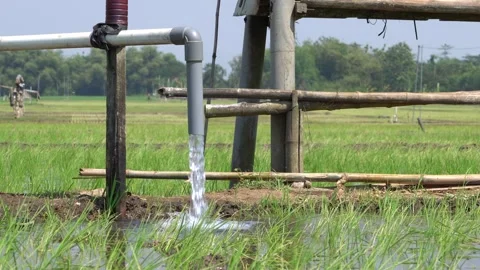 Irrigation pipe gushing clear water into lush green rice field on sunny day. Stock Footage 340747554