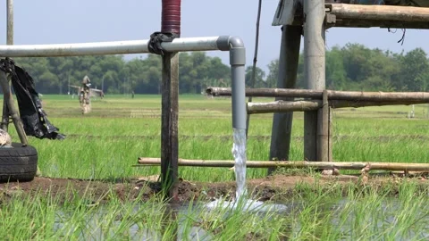 Irrigation pipe gushing clear water into lush green rice field on sunny day. Video stock 340747559
