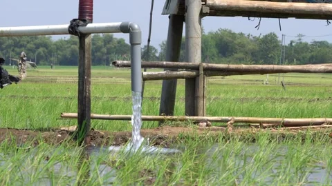 Irrigation pipe gushing clear water into lush green rice field on sunny day. Stock Footage 340747632