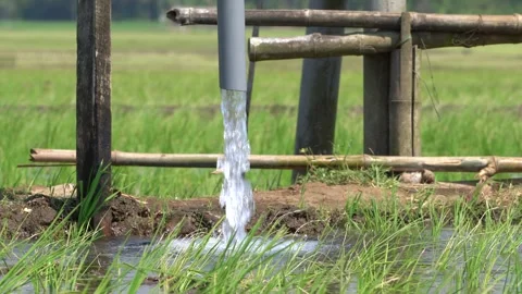 Irrigation pipe gushing clear water into lush green rice field on sunny day. Video stock 340747661