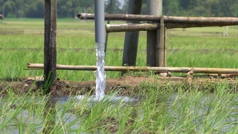 Irrigation pipe gushing clear water into lush green rice field on sunny day. Stock Footage 340747875
