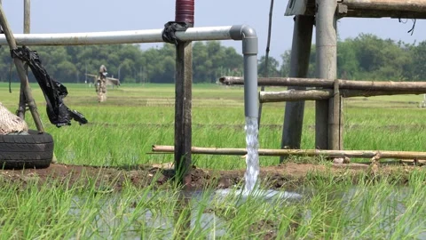 Irrigation pipe gushing clear water into lush green rice field on sunny day. Video stock 340747981