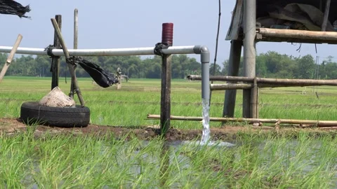 Irrigation pipe gushing clear water into lush green rice field on sunny day. Stock Footage 340747983