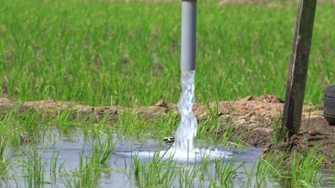 Irrigation pipe gushing clear water into lush green rice field on sunny day. Video stock 340748138