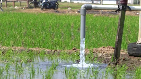 Irrigation pipe gushing clear water into lush green rice field on sunny day. Video stock 340748140