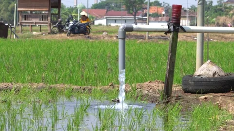 Irrigation pipe gushing clear water into lush green rice field on sunny day. Stock Footage 340748370