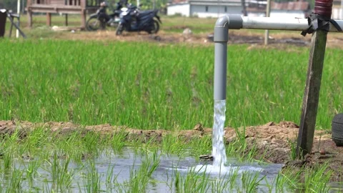 Irrigation pipe gushing clear water into lush green rice field on sunny day. Stock Footage 340748391
