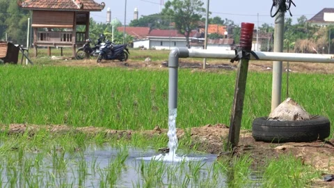 Irrigation pipe gushing clear water into lush green rice field on sunny day. Video stock 340748441