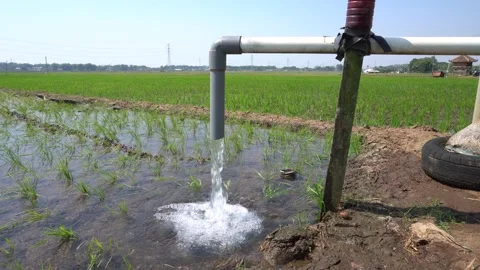 Irrigation pipe gushing clear water into lush green rice field on sunny day. Stock Footage 340748609