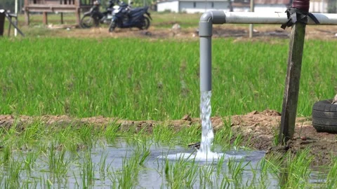 Irrigation pipe gushing clear water into lush green rice field on sunny day. Stock Footage 340748630