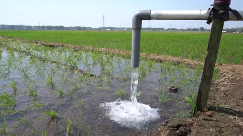 Irrigation pipe gushing clear water into lush green rice field on sunny day. Stock Footage 340748791