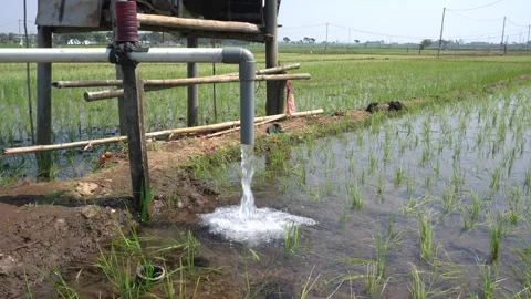 Irrigation pipe gushing clear water into lush green rice field on sunny day. Video stock 340748858