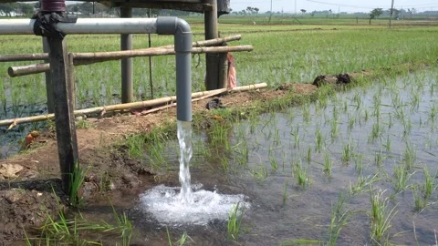 Irrigation pipe gushing clear water into lush green rice field on sunny day. Stock Footage 340748874