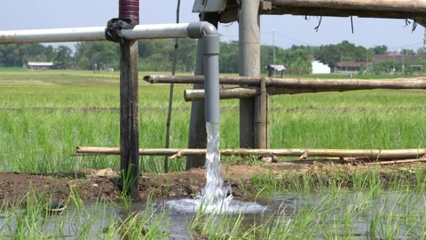 Irrigation pipe gushing clear water into lush green rice field on sunny day. Video stock 340748971