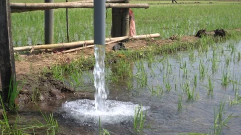Irrigation pipe gushing clear water into lush green rice field on sunny day. Stock Footage 340749001