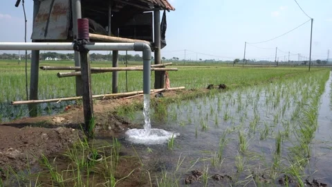 Irrigation pipe gushing clear water into lush green rice field on sunny day. Stock Footage 340749006