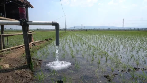 Irrigation pipe gushing clear water into lush green rice field on sunny day. Stock Footage 340749126