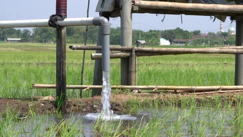 Irrigation pipe gushing clear water into lush green rice field on sunny day. Stock Footage 340749138