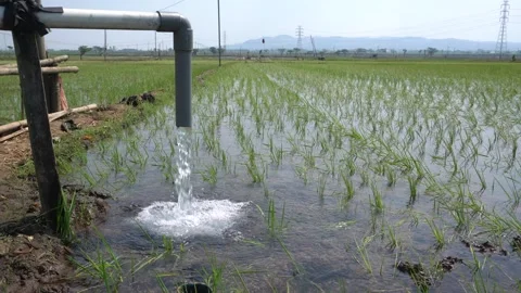 Irrigation pipe gushing clear water into lush green rice field on sunny day. Video stock 340749143
