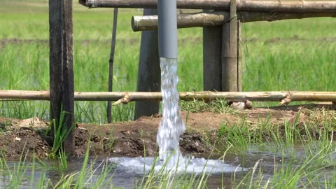 Irrigation pipe gushing clear water into lush green rice field on sunny day. Stock Footage 340749157