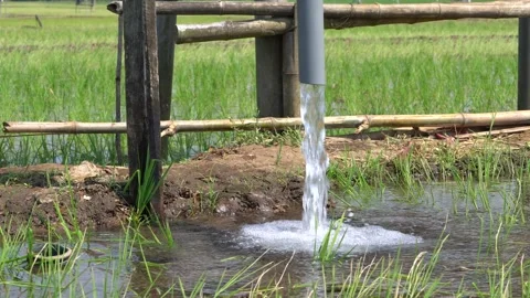 Irrigation pipe gushing clear water into lush green rice field on sunny day. Video stock 340749245