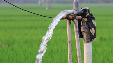 Irrigation pipe gushing clear water into lush green rice field on sunny day. Stock Footage 341785967