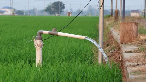 Irrigation pipe gushing clear water into lush green rice field on sunny day. Stock Footage 341785980