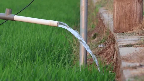 Irrigation pipe gushing clear water into lush green rice field on sunny day. Stock Footage 341786066