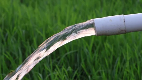 Irrigation pipe gushing clear water into lush green rice field on sunny day. Stock Footage 341786183