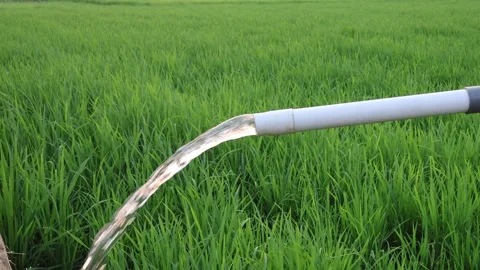 Irrigation pipe gushing clear water into lush green rice field on sunny day. Stock Footage 341786240